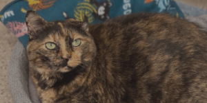 Kiki, tortie cat for adoption at Humane Society for Hamilton County