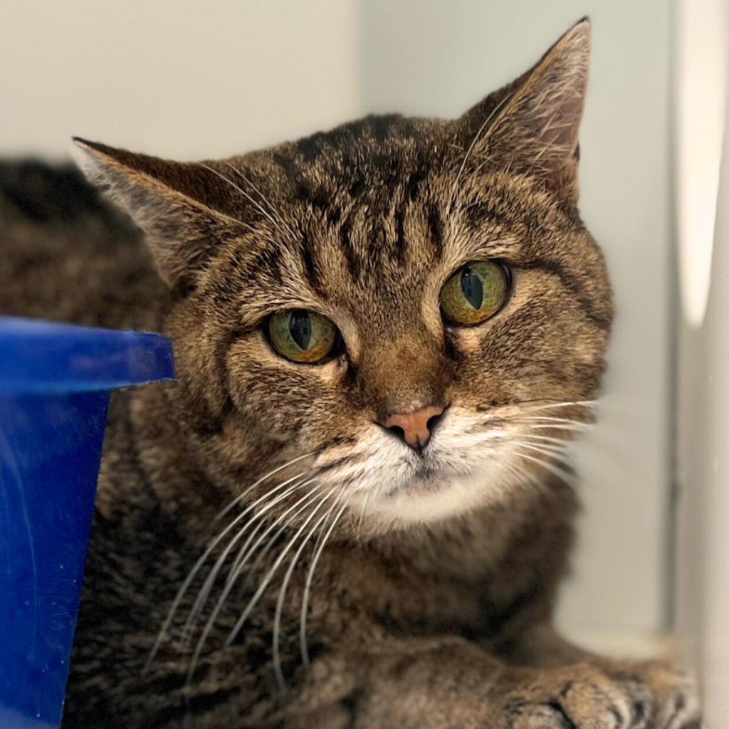 Samantha, Tabby cat available for adoption at Humane Society for Hamilton County