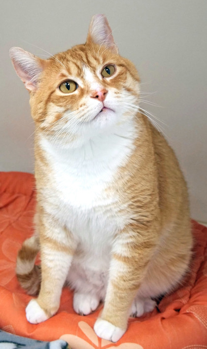 6 year old orange and white tabby cat available for foster or adoption