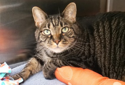 12 year old American short hair male tabby cat available for foster or adoption