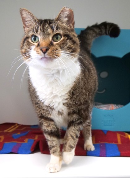 Missy a 6 year old tabby cat available for foster or adoption