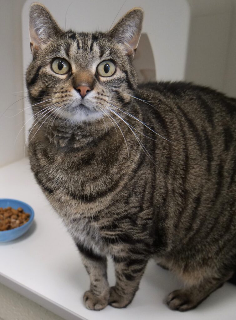 Olive, 7 year old tabby cat available for foster or adoption