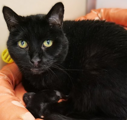 Pouncer, 4 year old black domestic shorthair cat available for foster or adoption